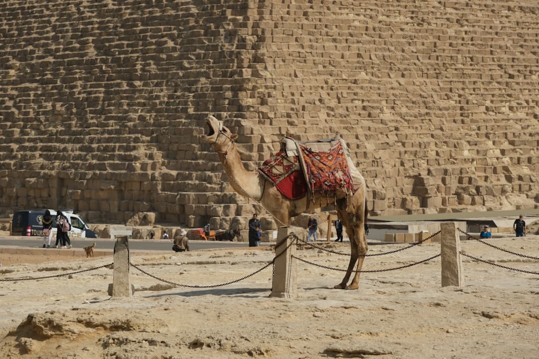 مصر